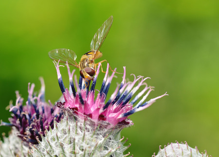 German wasp collects pollen from plants.With warming the life of insects became more active.の写真素材