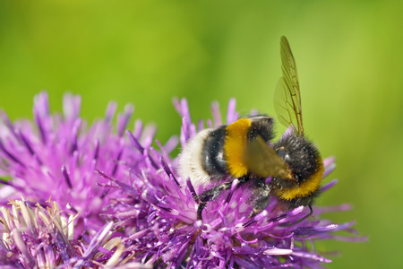 A bumblebee collects nectar from a flower.With warming the life of insects became more active.の写真素材