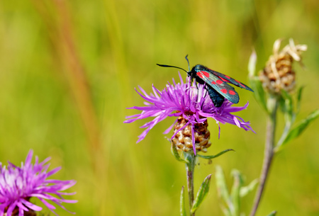 Butterfly sitting on the grass.In the warm summer the animal world comes to life .の写真素材