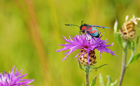 Butterfly sitting on the grass.In the warm summer the animal world comes to life .の写真素材