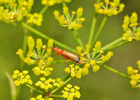 Beetle crawling on a stalk of grass .Insects are very active during the day.