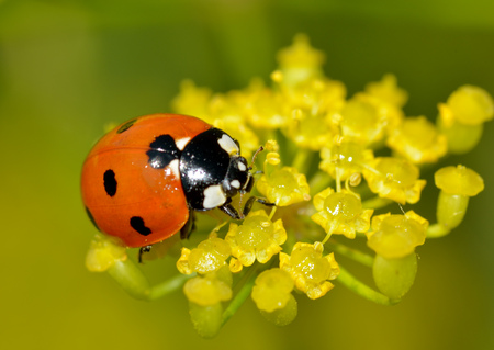 Ladybug on the plant flower.She has red wings with black spots.の写真素材