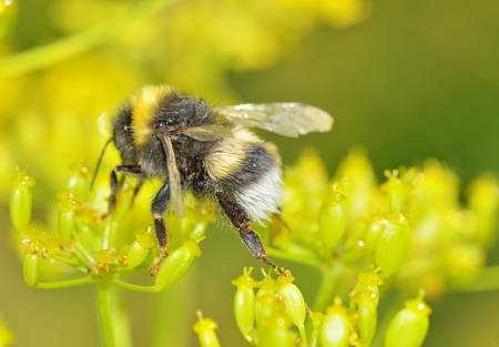 A bumblebee collects nectar from a flower.With warming the life of insects became more active.の写真素材