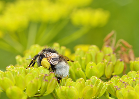 A bumblebee collects nectar from a flower.With warming the life of insects became more active.の写真素材