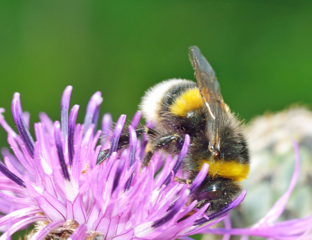 A bumblebee collects nectar from a flower.With warming the life of insects became more active.の写真素材