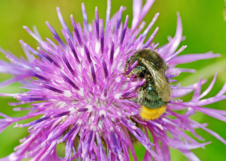 A bumblebee collects nectar from a flower.With warming the life of insects became more active.の写真素材
