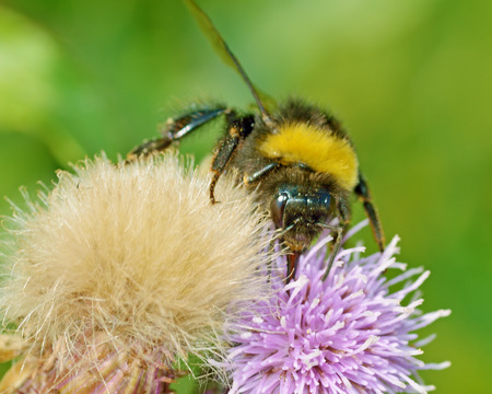 A bumblebee collects nectar from a flower.With warming the life of insects became more active.の写真素材