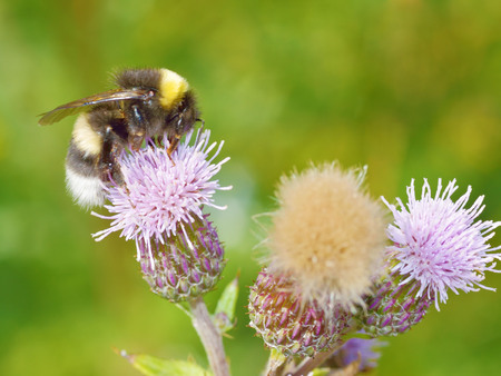 A bumblebee collects nectar from a flower.With warming the life of insects became more active.の写真素材
