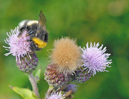 A bumblebee collects nectar from a flower.With warming the life of insects became more active.の写真素材