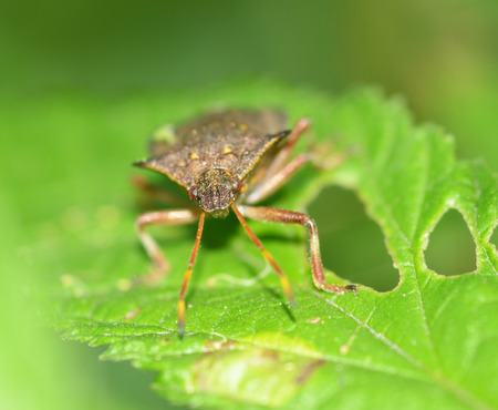 Forest bug sitting on a branch.He hunts prey.It's a bloodsucker insect.の写真素材