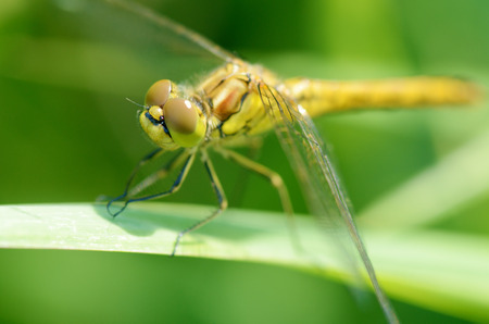 Dragonfly sitting on the stem of the plant.This insect lives near water bodies.の写真素材