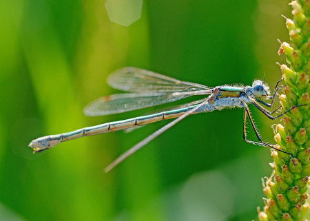 Dragonfly sitting on the stem of the plant.This insect lives near water bodies.の写真素材