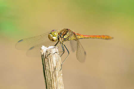 Dragonfly sitting on the stem of the plant.This insect lives near water bodies.の写真素材