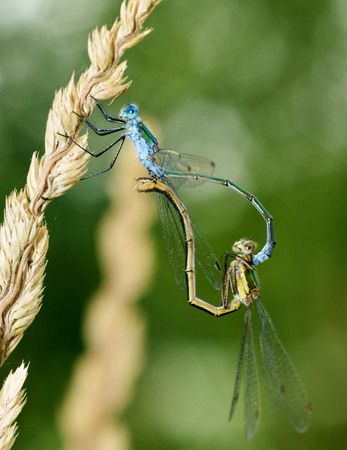 Pairing dragonflies in nature.One of the stages of reproduction of insects.の写真素材