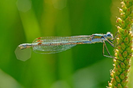 Dragonfly sitting on the stem of the plant.This insect lives near water bodies.の写真素材