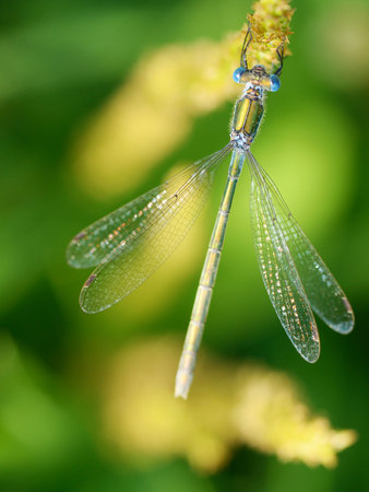 Dragonfly sitting on the stem of the plant.This insect lives near water bodies.の写真素材