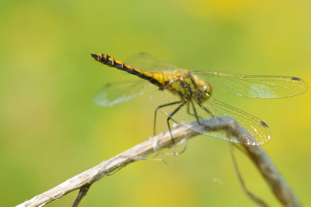 Dragonfly sitting on the stem of the plant.This insect lives near water bodies.の写真素材