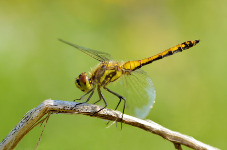 Dragonfly sitting on the stem of the plant.This insect lives near water bodies.の写真素材