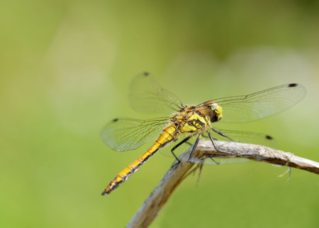 Dragonfly sitting on the stem of the plant.This insect lives near water bodies.の写真素材