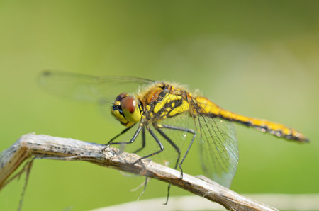 Dragonfly sitting on the stem of the plant.This insect lives near water bodies.の写真素材