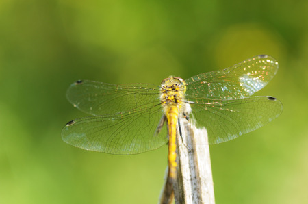 Dragonfly sitting on the stem of the plant.This insect lives near water bodies.の写真素材