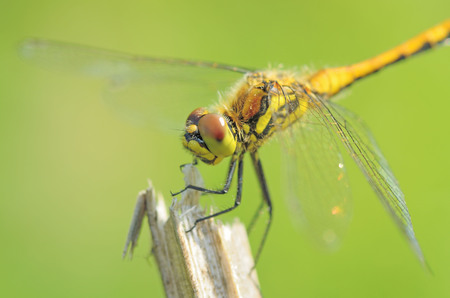 Dragonfly sitting on the stem of the plant.This insect lives near water bodies.の写真素材