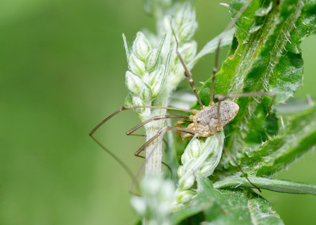 Spider sitting on the grass.He's looking for his victim.の写真素材