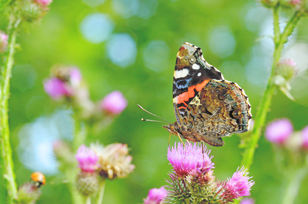 In the meadow grow various wild flowers.Butterfly drinks nectar from a flower.の写真素材