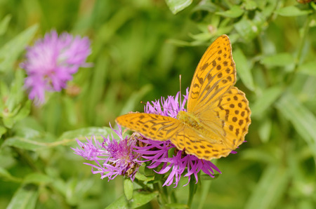 In the meadow grow various wild flowers.Butterfly drinks nectar from a flower.の写真素材