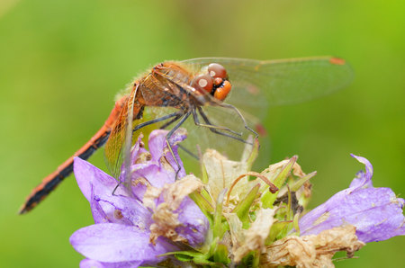 Dragonfly sitting on the stem of the plant.This insect lives near water bodies.の写真素材