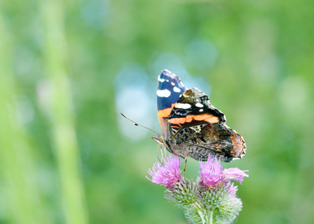 In the meadow grow various wild flowers.Butterfly drinks nectar from a flower.の写真素材