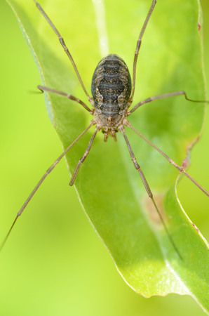 Spider sitting on the grass.He's looking for his victim.の写真素材