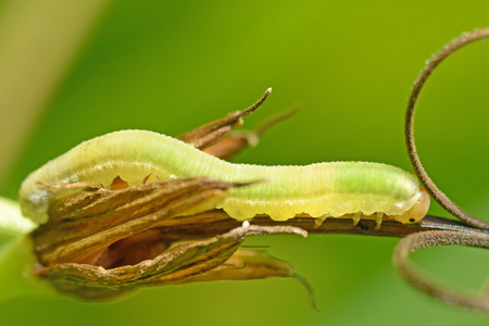Beautiful caterpillar crawling on a twig.She eats leaves.の写真素材