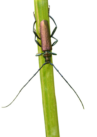 Beetle crawling on a stalk of grass .Insects are very active during the day.の写真素材
