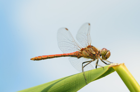 Dragonfly sitting on the stem of the plant.This insect lives near water bodies.の写真素材