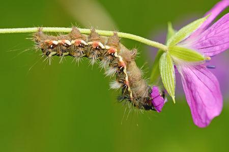 Beautiful caterpillar crawling on a twig.She eats leaves.の写真素材