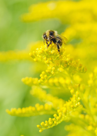 A bumblebee collects nectar from a flower.With warming the life of insects became more active.の写真素材