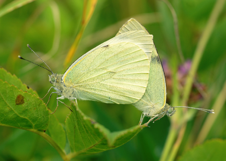 Copulation of butterflies in nature.Reproduction is one of the instincts of insects.の写真素材
