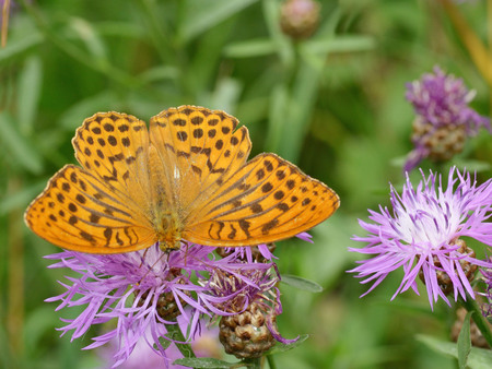 In the meadow grow various wild flowers.Butterfly drinks nectar from a flower.の写真素材