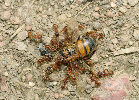 Ants drag their prey.It's a dead bumblebee, which is much bigger than an ant.の写真素材