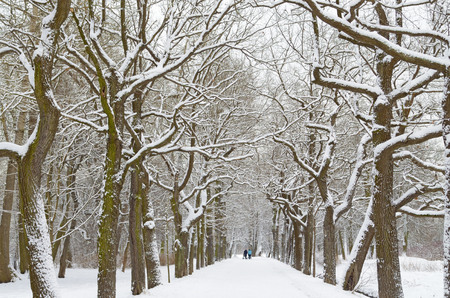 The natural landscape in the forest when the trees are in the snow.の写真素材