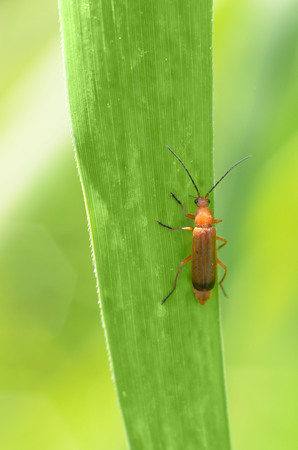 Beetle crawling on a stalk of grass .Insects are very active during the day.の写真素材