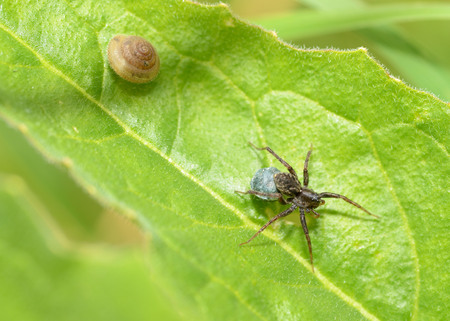 Spider sitting on the grass.He's looking for his victim.の写真素材