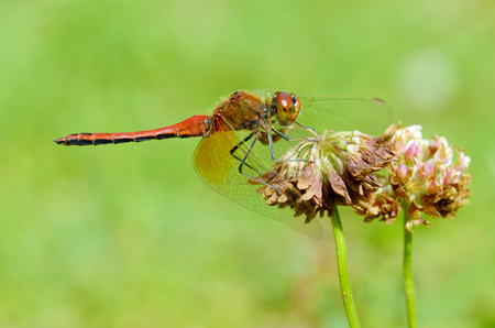 Dragonfly sitting on the stem of the plant.This insect lives near water bodies.の写真素材
