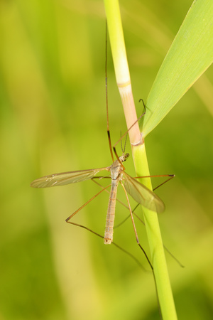 Big mosquito crawling in the grass.He has very long legs .They're called caramora.の写真素材