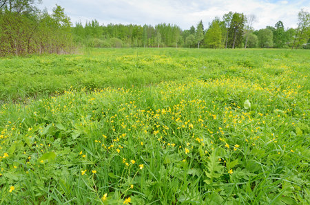 Sunny landscape in the forest.Colorful views of nature with green vegetation.の写真素材