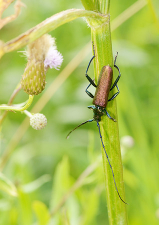 Beetle crawling on a stalk of grass .Insects are very active during the day.の写真素材
