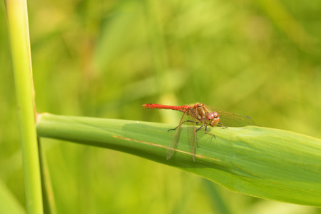 Dragonfly sitting on the stem of the plant.This insect lives near water bodies.の写真素材