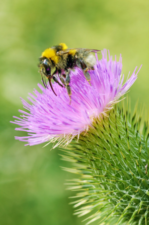 A bumblebee collects nectar from a flower.With warming the life of insects became more active.の写真素材