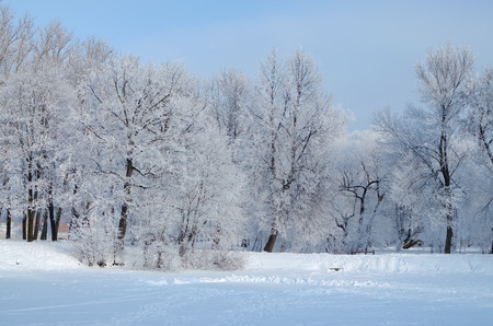 Natural landscape in the Park.On the ground and in the trees is a lot of snow.Beautiful and cold winter.の写真素材